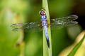 Blue Dasher Brachydiplax chalybea (Greater Grey Skimmer)