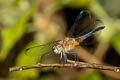 Blue Dasher Brachydiplax chalybea (Greater Grey Skimmer)