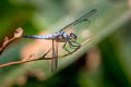 Blue Dasher Brachydiplax chalybea (Greater Grey Skimmer)