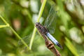 Black-tailed Dasher Brachydiplax farinosa 