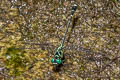 Spayed Clubtail Burmagomphus divaricatus