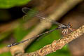 Burmargiolestes melanothorax