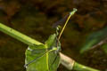 Black-tailed Marsh Dart Ceriagrion fallax pendleburi