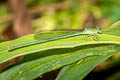 Ceriagrion indochinense