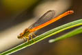 Ceriagrion sp. nov.