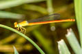 Ceriagrion sp. nov.