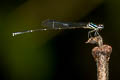 Yellow-tailed Forest Damsel Coeliccia albicauda