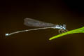 Twin-spot Sylvan Coeliccia didyma 