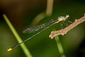 Coeliccia poungyi 