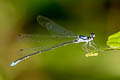 Coeliccia sp. nov.