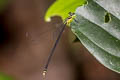 Coeliccia yamasakii