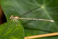 Yellow Bush Dart Copera marginipes (Yellow Featherlegs)