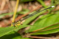 Yellow Bush Dart Copera marginipes (Yellow Featherlegs)