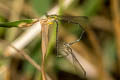 Yellow Bush Dart Copera marginipes (Yellow Featherlegs)