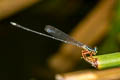 Blue Bush Dart Copera vittata (Variable Featherlegs)