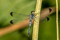 Dark-tipped Forest Skimmer Cratilla metallica 