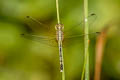 Ground Skimmer Diplacodes trivialis (Blue Percher)