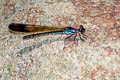 Common Blue Jewel Heliocypha biforata