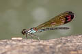 Common Blue Jewel Heliocypha biforata