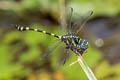 Common Flangetail Ictinogomphus decoratus melaenops (Common Clubtail)