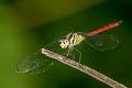 Asiatic Blood-tail Lathrecista asiatica (Scarlet Grenadier)