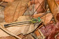 Gestro's Clubtail Leptogomphus gestroi 