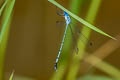 Lestes dorothea