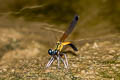 Stream Heliodor Libellago lineata (Yellow-lined Gem, Golden Gem)