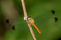 Lyriothemis biappendiculata