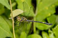 Macromidia genialis shanensis