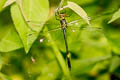 Macromidia genialis shanensis