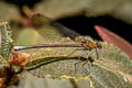 Anderson's Greenwing Mnais andersoni