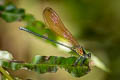 Anderson's Greenwing Mnais andersoni