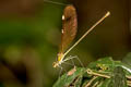 Green-winged Demoiselle Neurobasis chinensis (Stream Glory)