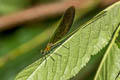 Green-winged Demoiselle Neurobasis chinensis (Stream Glory)