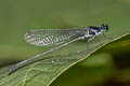 Marsh Dancer Onychargia atrocyana