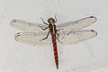 Onychothemis culminicola