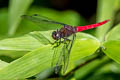 Spine-tufted Skimmer Orthetrum chrysis (Brown-backed Red Marsh Hawk)