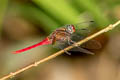 Spine-tufted Skimmer Orthetrum chrysis (Brown-backed Red Marsh Hawk)