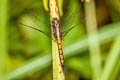 Common Blue Marsh Hawk