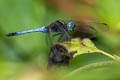 Common Blue Marsh Hawk