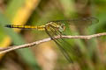 Marsh Skimmer Orthetrum luzonicum (Tricoloured Marsh Hawk)