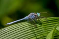 Marsh Skimmer Orthetrum luzonicum (Tricoloured Marsh Hawk)