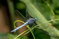 Marsh Skimmer Orthetrum luzonicum (Tricoloured Marsh Hawk)