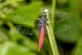 Crimson-tailed Marsh Hawk Orthetrum pruinosum neglectum (Black-bodied Skimmer)