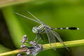 Green Marsh Hawk Orthetrum sabina (Variegated Green Skimmer)