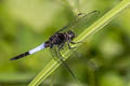 Lesser Blue Skimmer Orthetrum triangulare (Blue-tailed Forest Hawk, Triangle Skimmer)