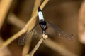 Lesser Blue Skimmer Orthetrum triangulare (Blue-tailed Forest Hawk, Triangle Skimmer)