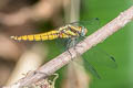 Lesser Blue Skimmer Orthetrum triangulare (Blue-tailed Forest Hawk, Triangle Skimmer)