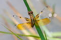 Blue-tailed Yellow Skimmer Palpopleura sexmaculata (Asian Widow)